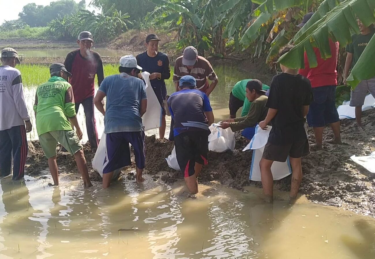 Tanggul Anak Kali Lamong di Gorekan Kidul Peres dan Terancam Jebol, Warga Bergerak Tinggikan Tanggul