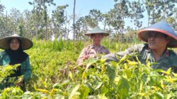 Ciptakan Kemandirian Pangan Nasional, Polisi di Gresik Dampingi Para Petani Panceng